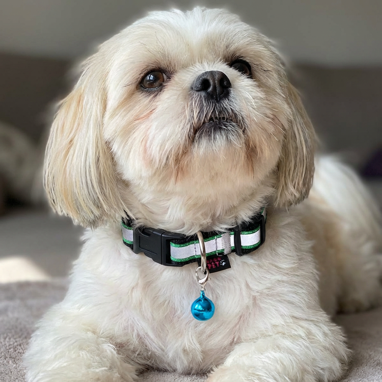 خرید قلاده گردنی نژاد کوچک