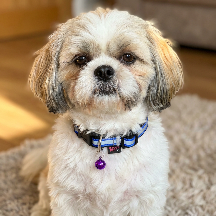 قلاده گردنی سگ شبرنگ مگی پت